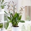 Picture of × Brassidium Spider Star and pot cover