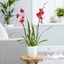 Picture of × Oncidopsis Nelly Isler and pot cover