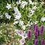 Picture of Long flowering plant combination (pink, purple and white)