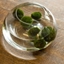 Picture of Sinking marimo moss ball