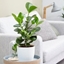 Picture of Clusia rosea Green Magic and pot cover