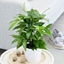 Picture of Dracaena surculosa and pot cover