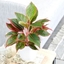 Picture of Aglaonema Crete and pot cover