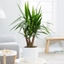 Picture of Yucca elephantipes and pot cover