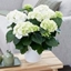 Picture of Hydrangea macrophylla Schneeball ( Snowball ) and pot cover