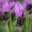 Picture of Lavandula stoechas subsp. Fairy Wings Purple