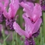 Picture of Lavandula stoechas Fairy Wings Pink ('Fw Radiance')