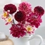 Picture of Fashion beauties dahlia collection