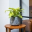 Picture of Philodendron Xanadu Gold and pot cover