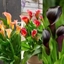 Picture of Sunset Zantedeschia collection