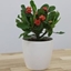 Picture of Euphorbia milii Vulcanus and pot cover