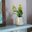 Picture of Paphiopedilum Florida and pot cover