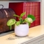 Picture of Pilea peperomioides and pot cover