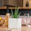 Picture of Aloe vera and pot cover