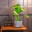 Picture of Monstera deliciosa and pot cover