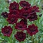 Picture of Cosmos atrosanguineus Chocamocha ('Thomocha') (PBR)