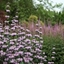 Picture of Phlomis tuberosa Amazone