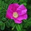Picture of Rosa rugosa Rubra
