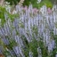 Picture of Salvia nemorosa Crystal Blue (Color Spires Series)