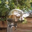Picture of Brushed brass hanging bird feeding dome