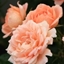 Picture of Rosa Sweet Dream ('Fryminicot')