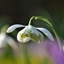 Picture of Galanthus nivalis f. pleniflorus Flore Pleno