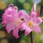 Picture of Amaryllis belladonna