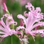Picture of Nerine bowdenii Ostara K