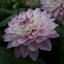 Picture of Dahlia Blue Wish