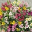 Picture of Alstroemeria ligtu hybrids