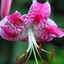 Picture of Lilium speciosum var. rubrum