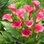 Picture of Zantedeschia Captain Romance (PBR) (Captain Series)