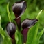 Picture of Zantedeschia Odessa (PBR)