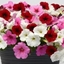 Picture of Petunia Easy Wave Berries and Cream