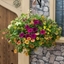 Picture of Bollywood - Easyplanter for hanging baskets & patio pots