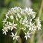 Picture of Allium ursinum