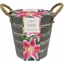 Picture of Lilium Star Gazer & outdoor metal bucket
