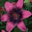 Picture of Lilium Purple Dream