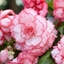 Picture of Begonia Rosebud