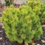 Picture of Pinus mugo Winter Gold