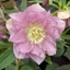 Picture of Helleborus × hybridus Double Ellen Pink