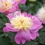 Picture of Paeonia lactiflora Bowl of Beauty