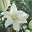 Picture of Lilium Roselily Carolina ('DL044040') (PBR)
