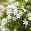 Picture of Campanula portenschlagiana Ambella White ('Ptw1101') (PBR) (Ambella Series)