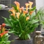 Picture of Zantedeschia Cancun (PBR)