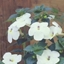 Picture of Achimenes Snow Princess