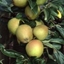 Picture of apple Herefordshire Russet (PBR)