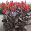 Picture of Canna Tropicanna Black ('Lon01') (PBR)
