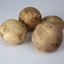 Picture of potato Pentland Javelin