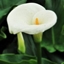 Picture of Zantedeschia aethiopica